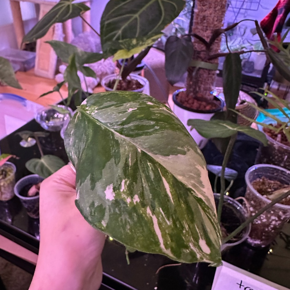 lecheriana